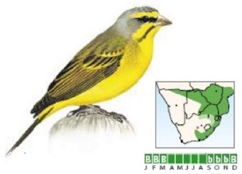 Yellow-fronted Canary.jpg