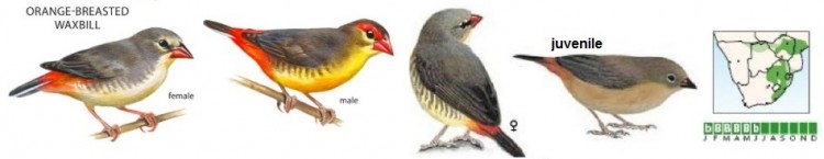 Orange-breasted Waxbill.jpg