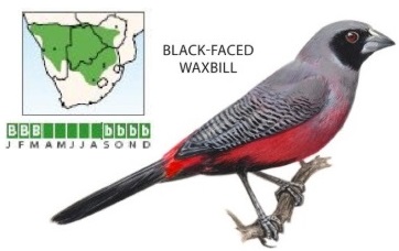 Black-faced Waxbill.jpg