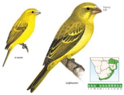 Brimstone Canary.jpg