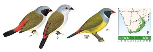 Swee Waxbill.jpg