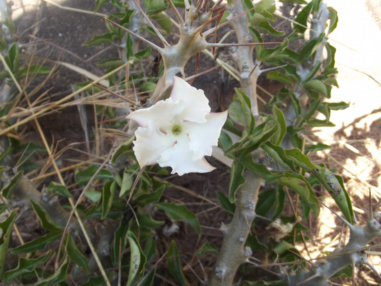 Pachypodium saundersii.JPG