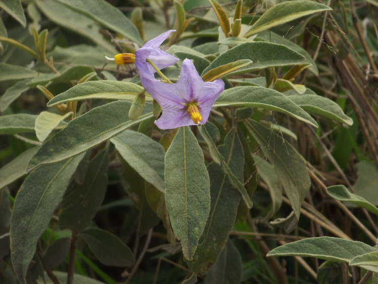 Solanum campylacanthum.JPG
