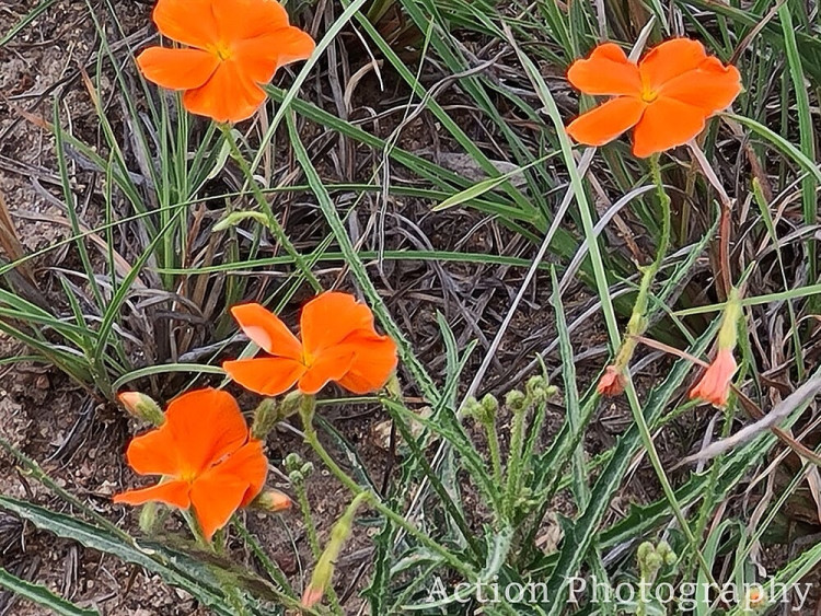 Tricliceras schinzii ssp. laceratum.jpg