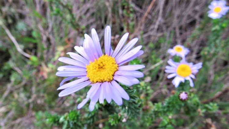 Fine Felicia Felicia filifolia.jpg