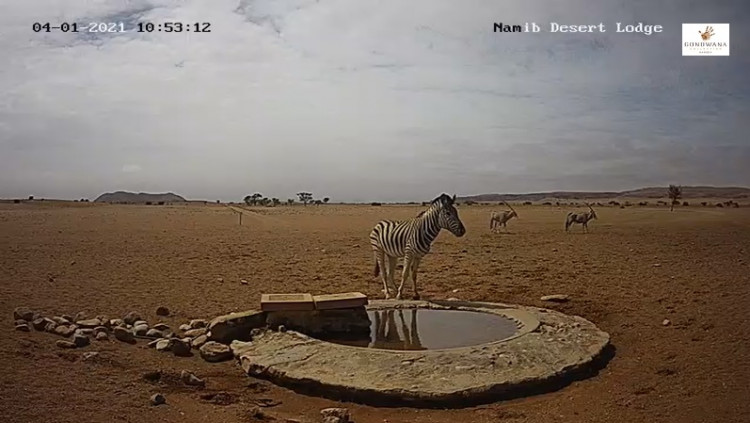 Namib5.jpg