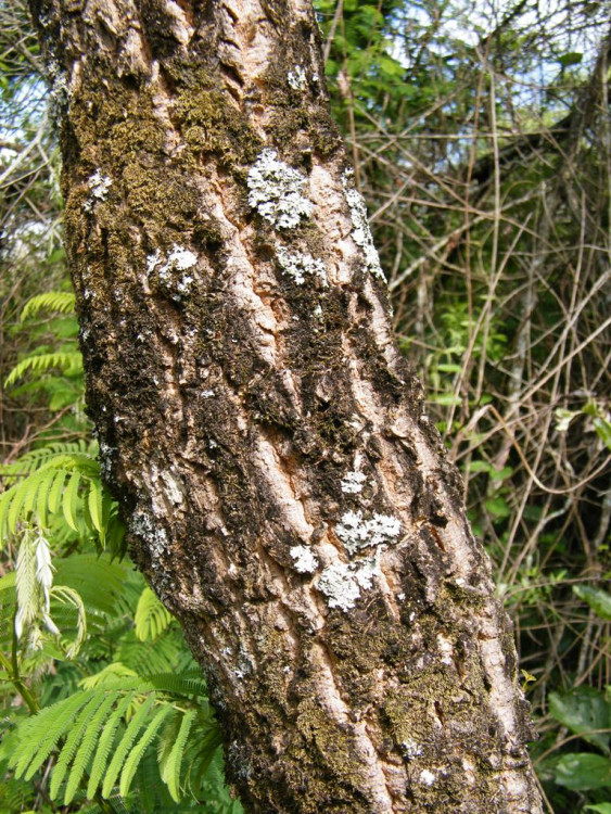 Cussonia spicata bark.jpg