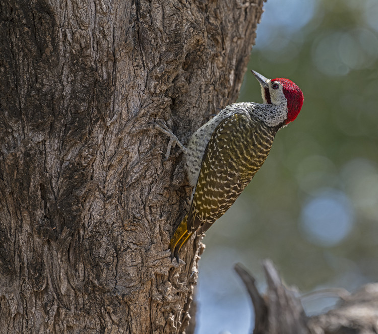 Shingwedzi Tree Nester.jpg