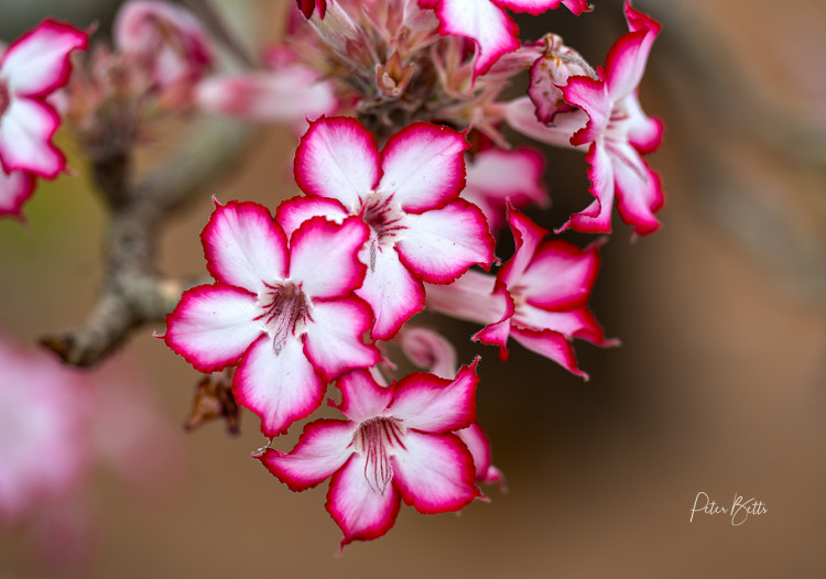 Shingwedzi Impala Lily Eruption.jpg