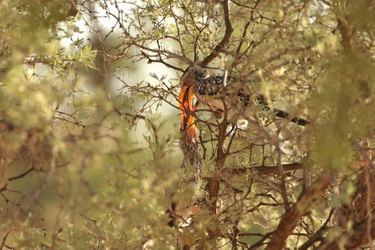 Southern Yellow-billed Hornbill