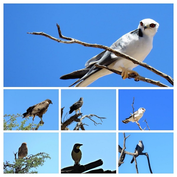 IMG_0499-COLLAGE.jpg
