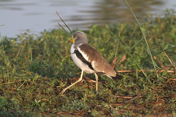 White-Crowned Lapwing (Plover)/Vanneau tête blanche