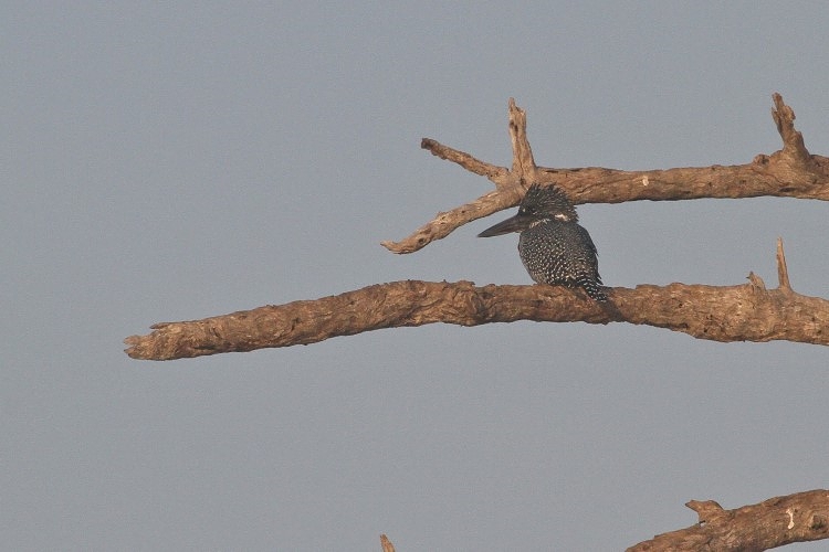 Giant Kingfisher