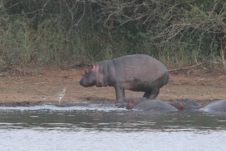 Hippo + Dikkop