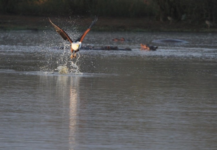 African Fish Eagle/Pygargue vocifère
