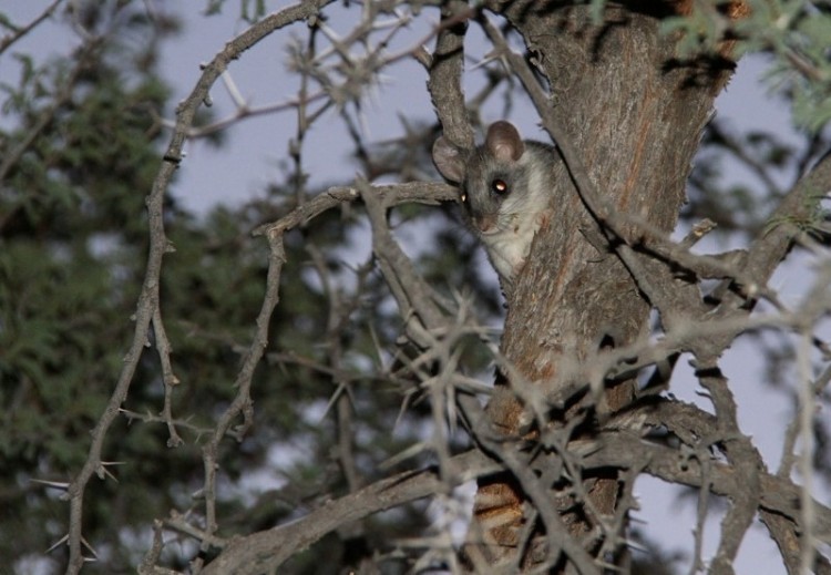 Tree Rat/Thallomys paedulcus