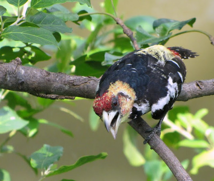 Crested barbet.JPG