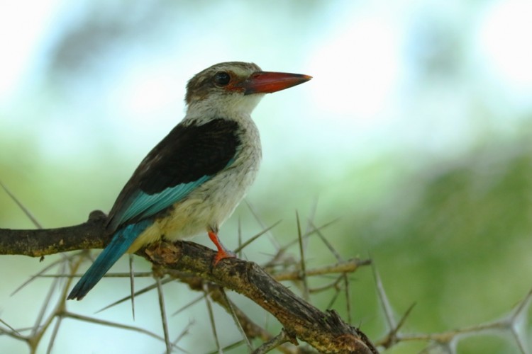 Brown-hooded Kingfisher