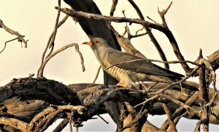 African Cuckoo (2).JPG