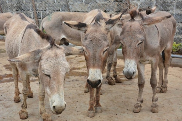 Donkeys-await-slaughter-Baringo-Kenya-credit-The-Donkey-Sanctuary_preview-1024x682.jpeg