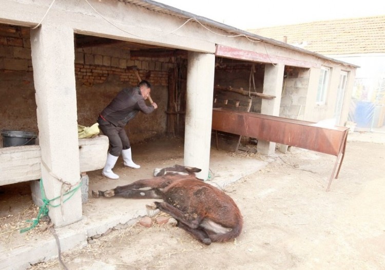 Donkey-being-slaughtered-Credit-Humane-Society-International_preview-1024x719.jpeg
