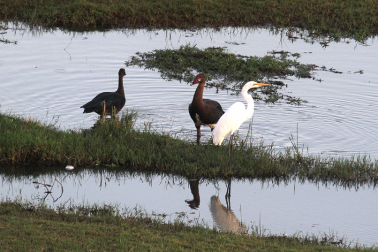 great egret and spur-winged goose.jpg