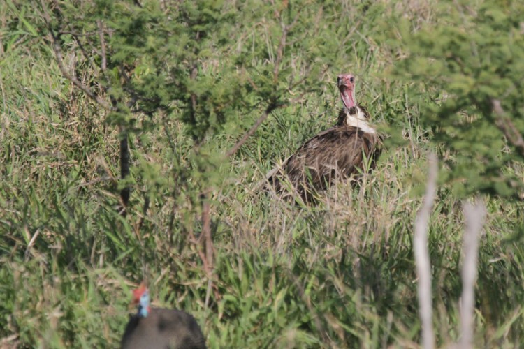 helmetted guineafowl and lappet-faced vulture.jpg