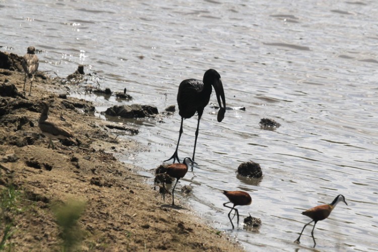 african jacana african openbill water thick-knee.jpg