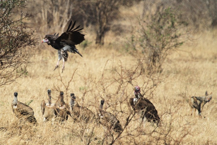 lappet faced vulture white headed vulture white backed vulture.jpg