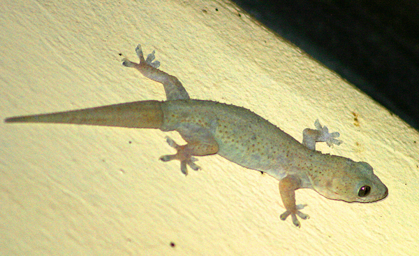 house gecko.jpg