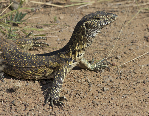 nile monitor.jpg