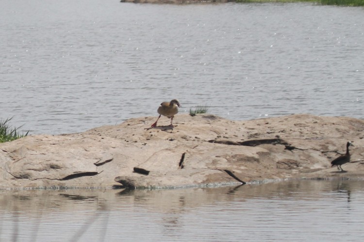 egyptian goose, white-faced duck.jpg