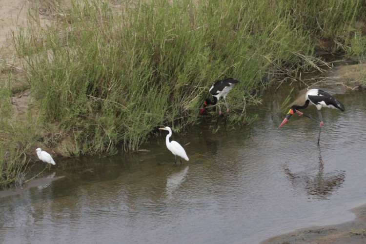 great egret, little egret, saddle-billed stork.jpg