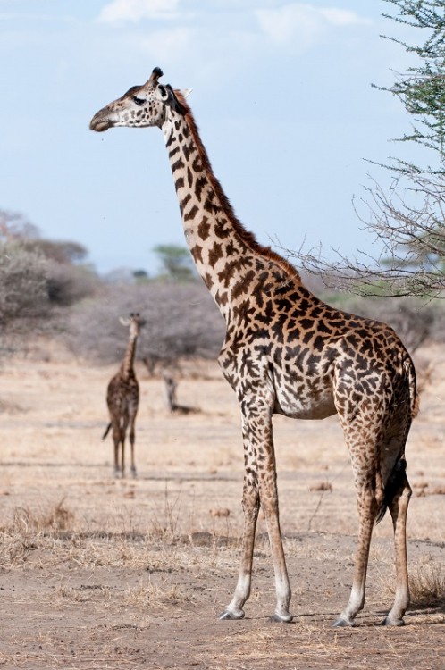 1-Masai-giraffe-c-Billy-Dodson.jpg