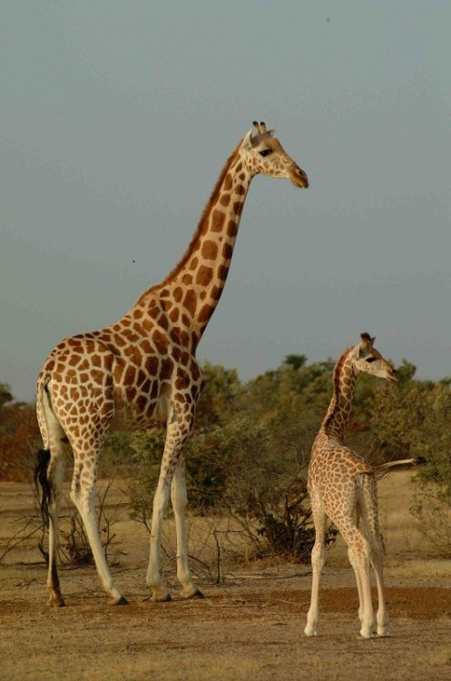 1-West-African-giraffe-mum-calf-Niger-c-Fennessy-GCF.jpg