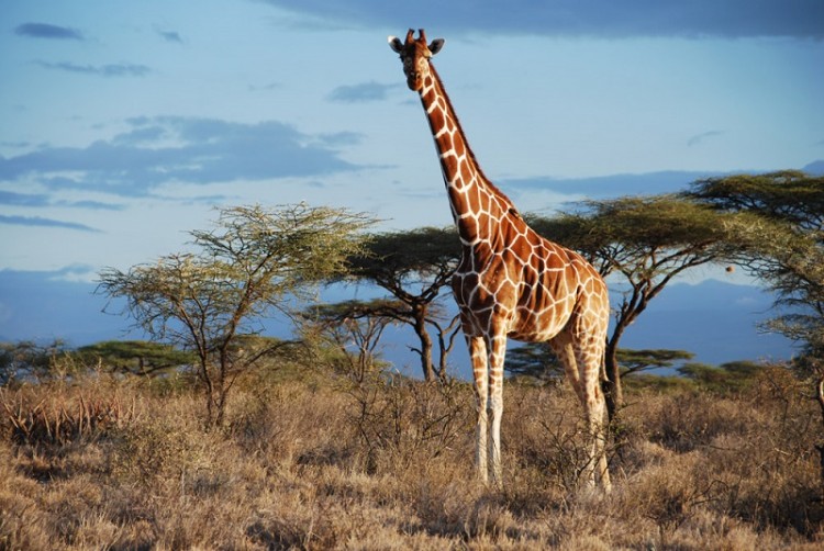 1-Reticulated-Giraffe-Samburu-NP-Kenya2-©-Julian-Fennessy-GCF.jpg