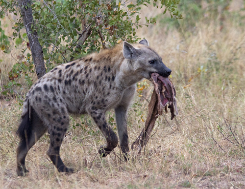 Hyena_imp.jpg