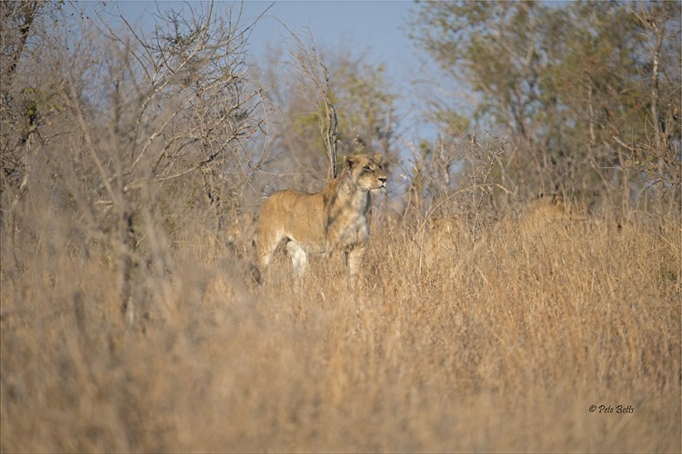 Camo Lioness.jpg