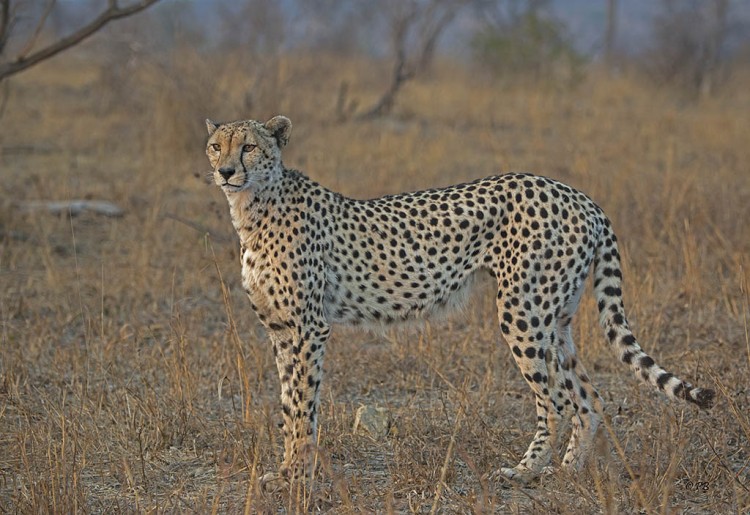 Cheetah Canvas.jpg