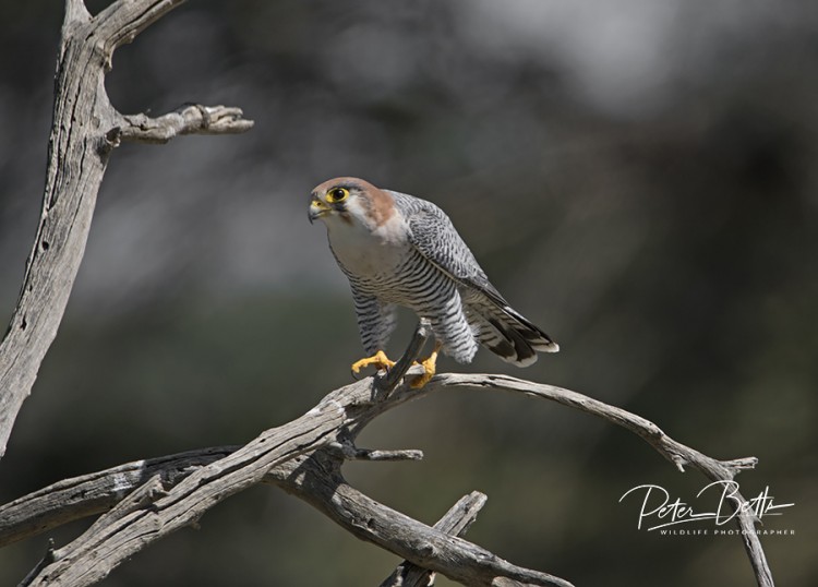 Red Necked Falcon.jpg