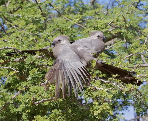 birds2.jpg