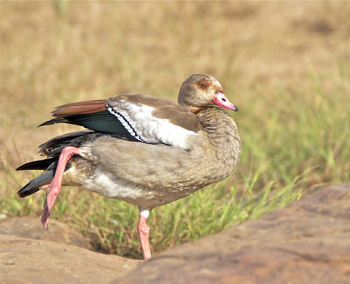 goose.jpg