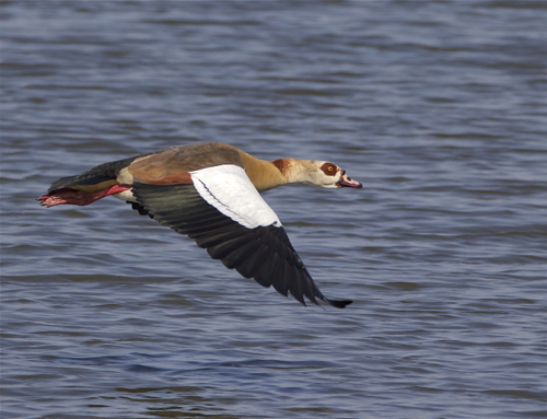 goose.jpg
