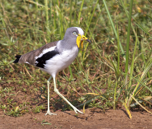 plover.jpg