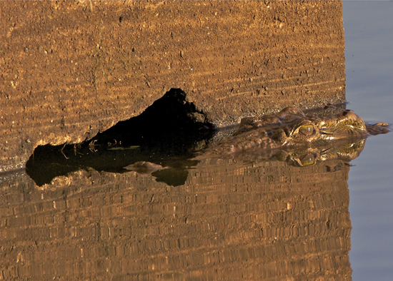 croc.jpg
