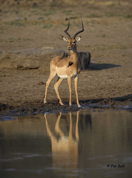 Impala Sentry.jpg