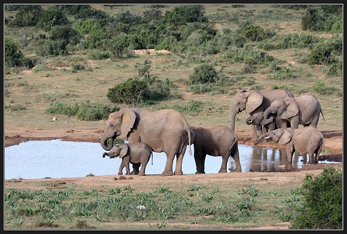 Addo elephant PJL.jpg