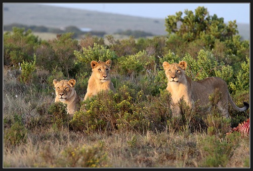 Lions PJL.jpg