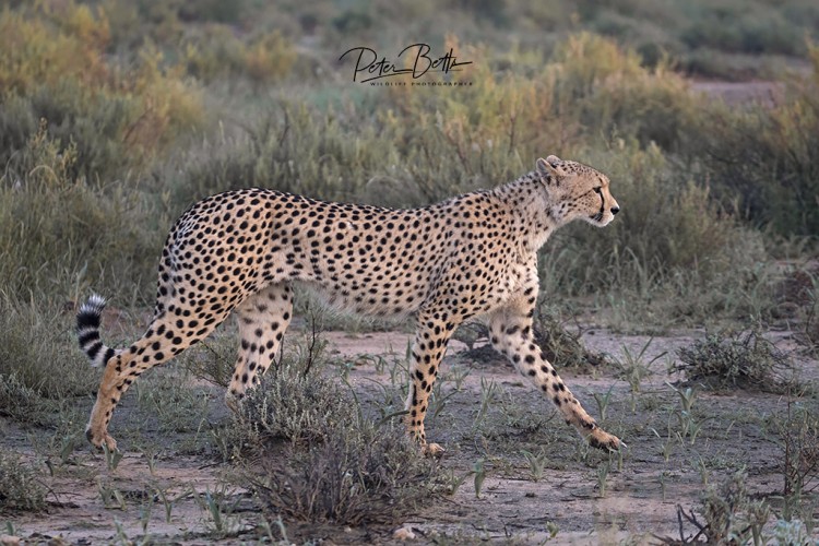 Striding mother Cheetah.jpg