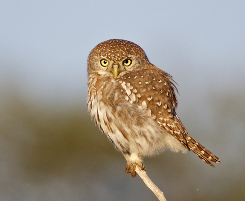 owl.jpg